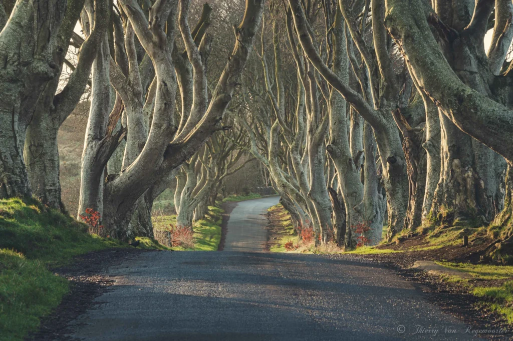 The Dark Hedges